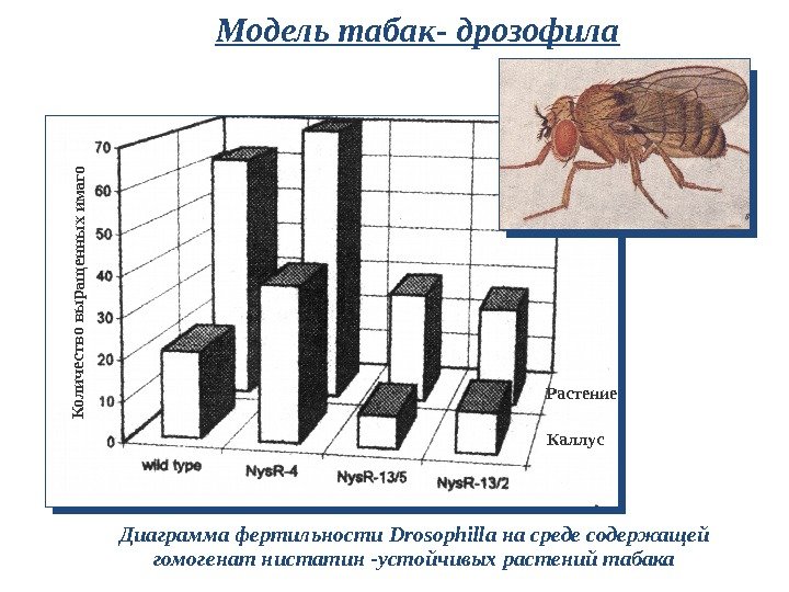 Модель табак- дрозофила Диаграмма фертильности Drosophilla на среде содержащей гомогенат нистатин -устойчивых растений табака