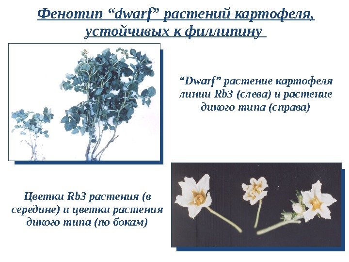 Фенотип “dwarf” растений картофеля,  устойчивых к филлипину “ Dwarf” растение картофеля линии Rb