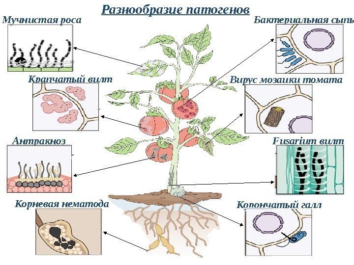 Корончатый галл. Вирус мозаики томата Бактериальная сыпь. Мучнистая роса Fusarium вилт. Антракноз Корневая нематода