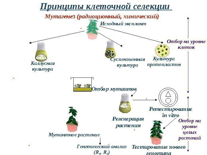 Принципы клеточной селекции  Исходный эксплант. Мутагенез (радиоционный, химический) Каллусная культура Суспензионная культура Культура