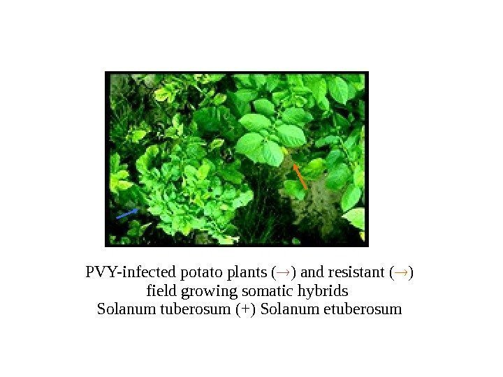 PVY-infected potato plants ( ) and resistant ( ) field growing somatic hybrids Solanum