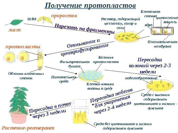 Получение протопластов проросток или  лист. Нарезать на фрагменты протопласты Обломки клеточных стенок вакуоль