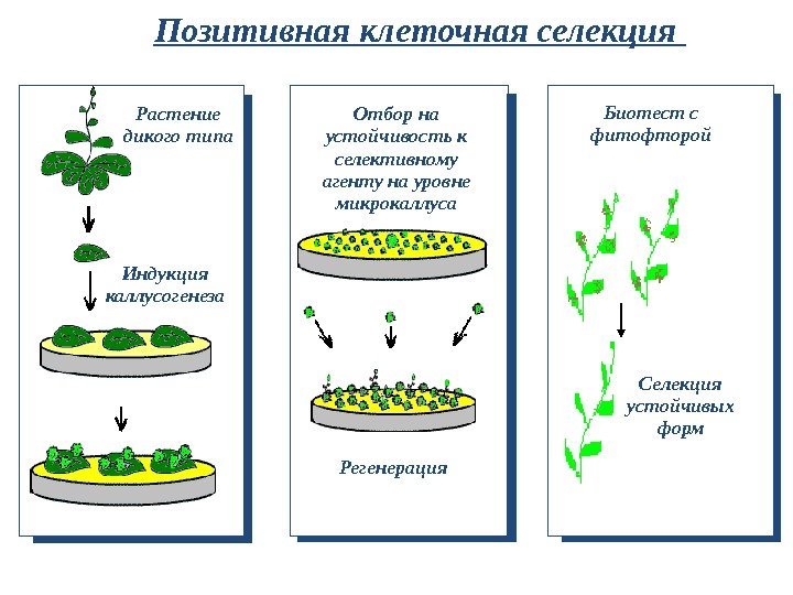 Позитивная клеточная селекция  Растение дикого типа Индукция каллусогенеза Отбор на устойчивость к селективному