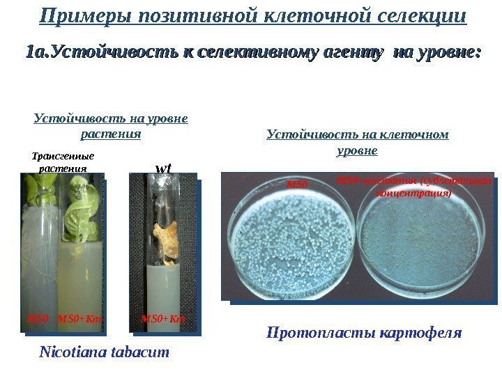 1 а. Устойчивость к селективному агенту на уровне : : Nicotiana tabacum wt MS