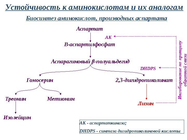 Устойчивость к аминокислотам и их аналогам Гомосерин Β-аспартилфосфат Аспартат Аспарагиновый β-полуальдегид Изолейцин Метионин. Треонин