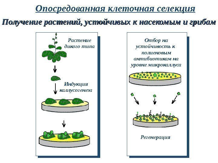 Растение дикого типа Индукция каллусогенеза Отбор на устойчивость к  полиеновым антибиотикам на уровне