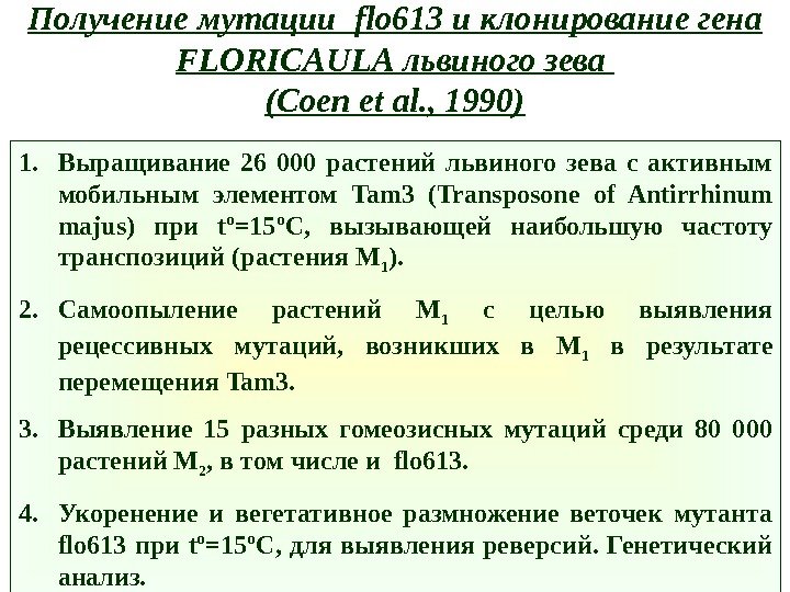 Получение мутации  flo 613 и клонирование гена FLORICAULA львиного зева ( Coen et