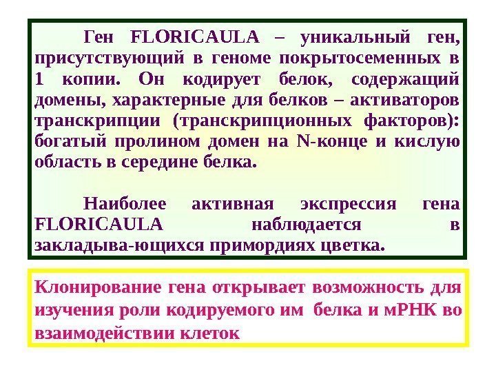 Ген FLORICAULA – уникальный ген,  присутствующий в геноме покрытосеменных в 1 копии. 