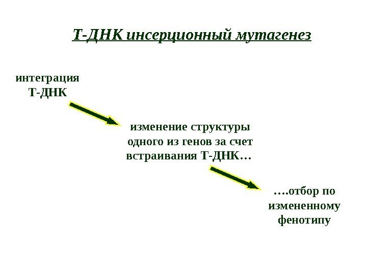 Т-ДНК инсерционный мутагенез интеграция Т-ДНК изменение структуры одного из генов  за счет встраивания