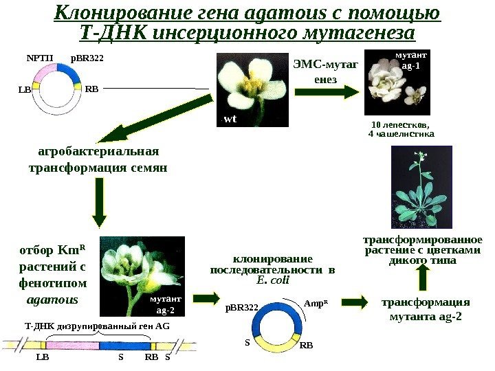 Клонирование гена agamous с помощью Т-ДНК инсерционного мутагенеза wt ЭМС-мутаг енез 10 лепестков, 