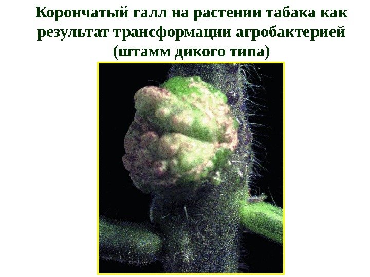 Корончатый галл на растении табака как результат трансформации агробактерией (штамм дикого типа) 