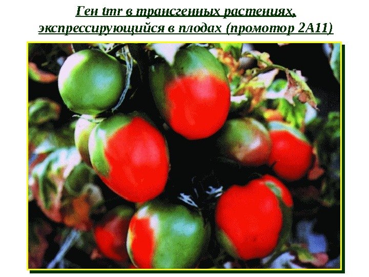 Ген tmr в трансгенных растениях,  экспрессирующийся в плодах (промотор 2 А 11) 