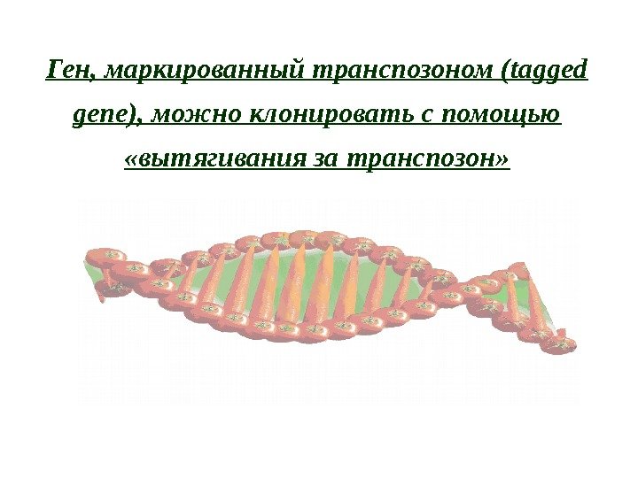 Ген, маркированный транспозоном ( tagged gene) ,  можно клонировать с помощью  «вытягивания