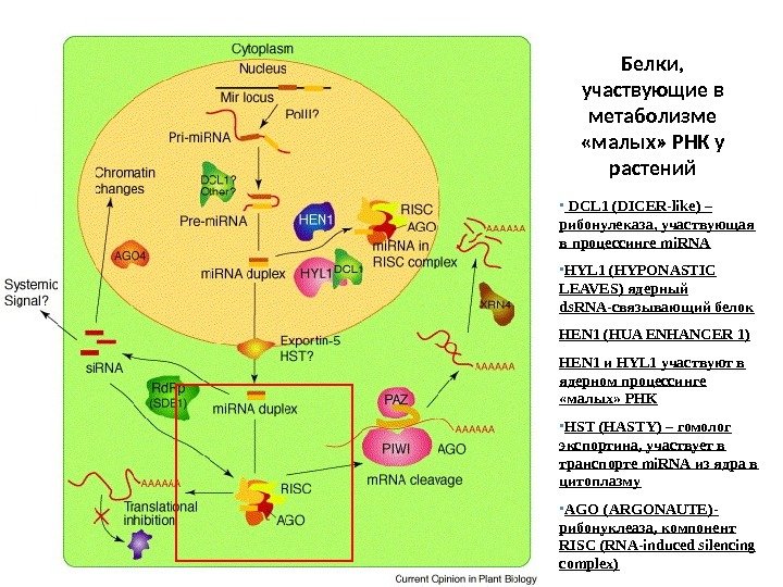 Белки,  участвующие в метаболизме  «малых» РНК у растений •  DCL 1