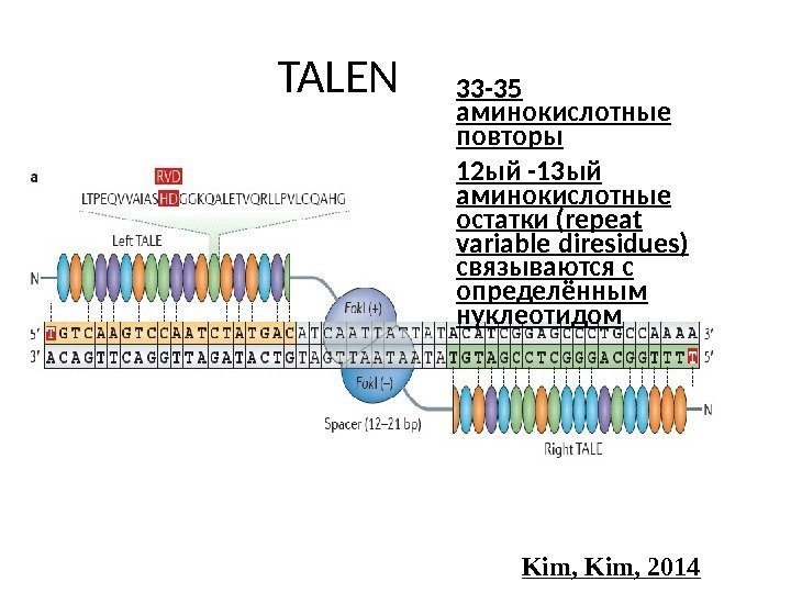 TALEN Kim, 201433 -35 аминокислотные повторы 12 ый -13 ый аминокислотные остатки (repeat variable