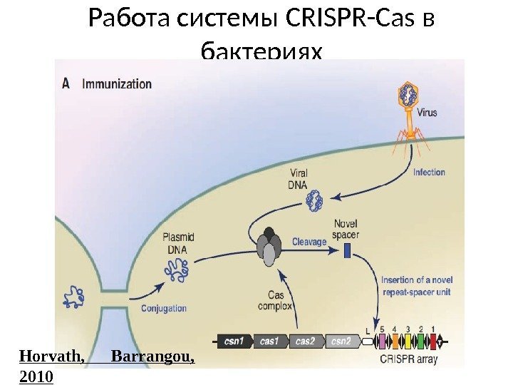 Работа системы CRISPR-Cas в бактериях Horvath,  Barrangou,  2010 