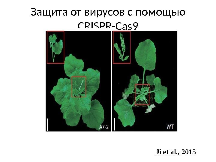 Защита от вирусов с помощью CRISPR-Cas 9 Ji et al. , 2015 