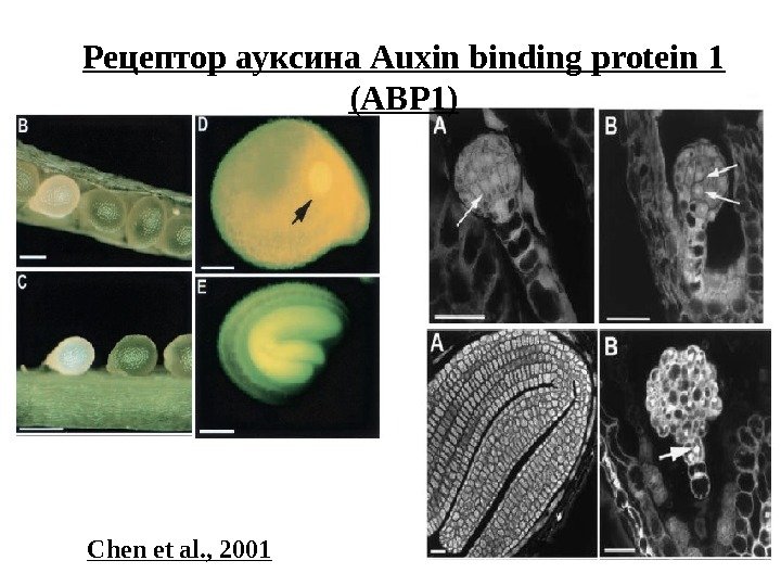 Рецептор ауксина Auxin binding protein 1 (ABP 1) Chen et al. , 2001 