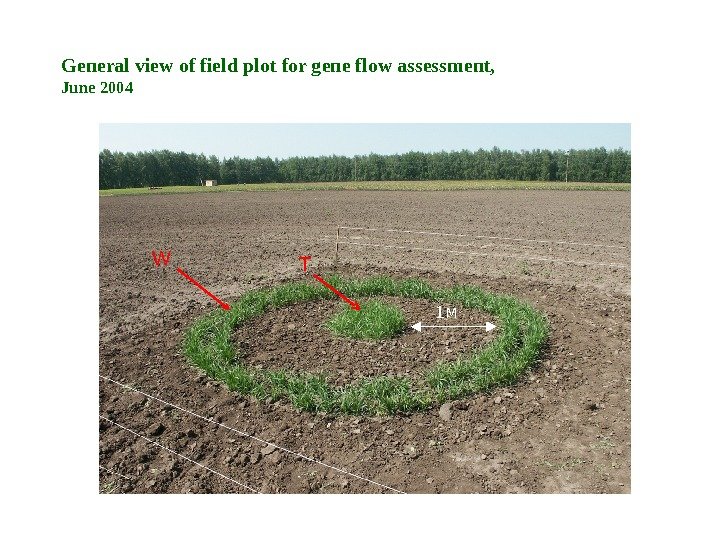 1 MW TGeneral view of field plot for gene flow assessment, June 2004 