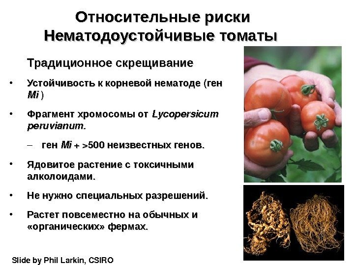 Относительные риски Нематодоустойчивые  томаты Традиционное скрещивание • Устойчивость к корневой нематоде (( ген