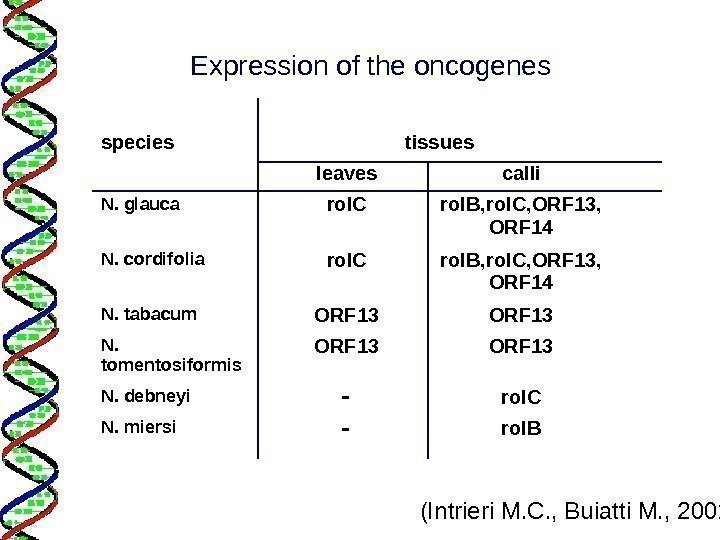 Expression of the oncogenes species tissues leaves calli N. glauca rol. C rol. B,