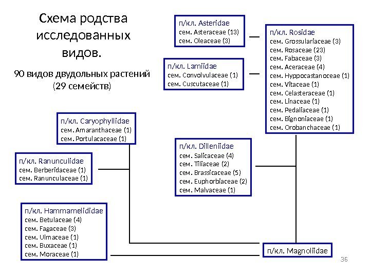 36 п/кл.  Ranunculidae сем.  Berberidaceae (1) сем.  Ranunculaceae (1) п/кл. 