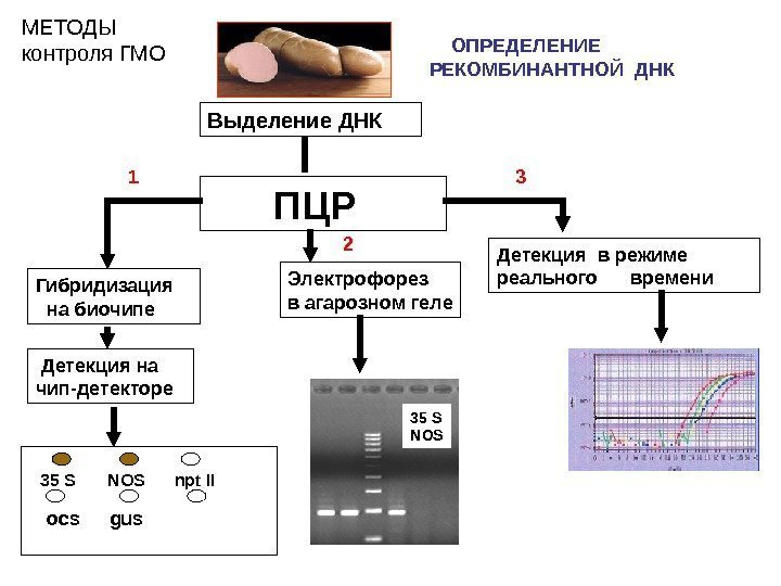 Выделение ДНК   ПЦР Гибридизация  на биочипе  Детекция на чип-детекторе Электрофорез
