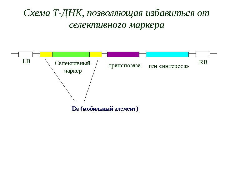 Схема Т-ДНК, позволяющая избавиться от селективного маркера Селективный  маркер транспозаза ген «интереса» RB