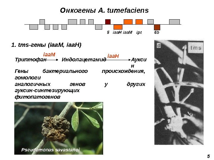 Онкогены A. tumefaciens 51.  tms- гены  (iaa. M,  iaa. H) 