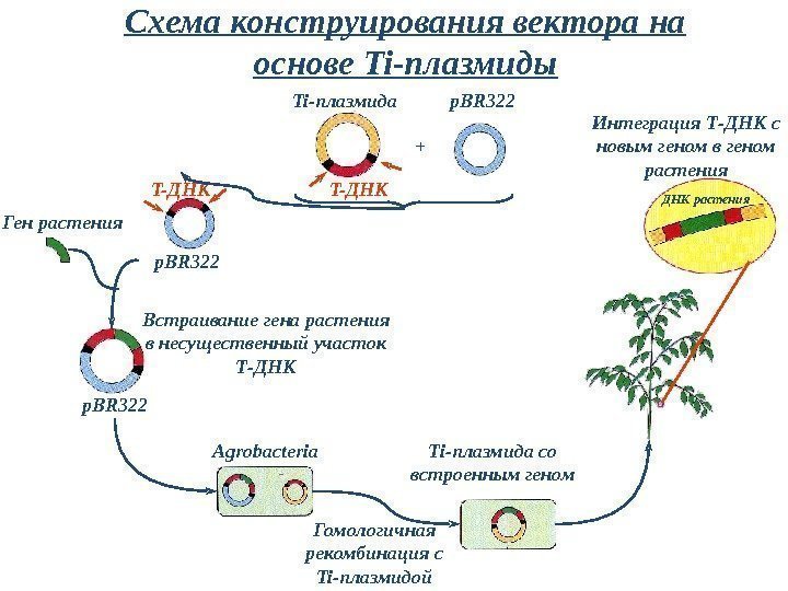 p. BR 322 Ti -плазмида + T- ДНК p. BR 322 Ген растения Встраивание