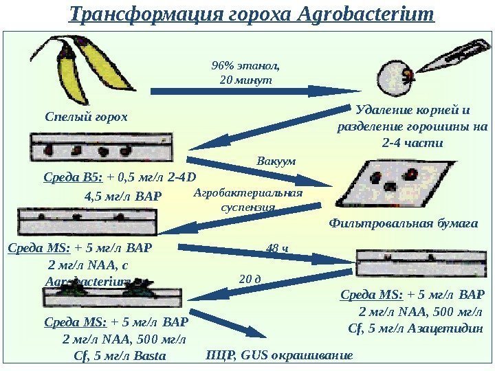 Трансформация гороха Agrobacterium Спелый горох 96 этанол,  20 минут Удаление корней и разделение