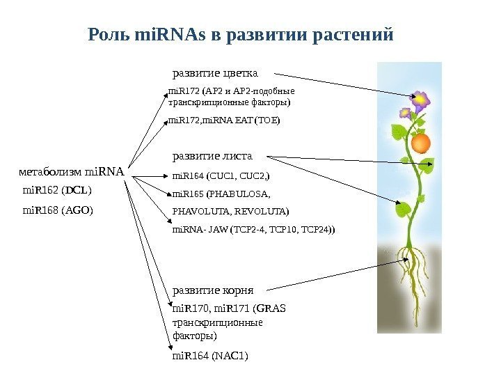 Роль mi. RNAs в развитии растений развитие цветка развитие листа развитие корня mi. R