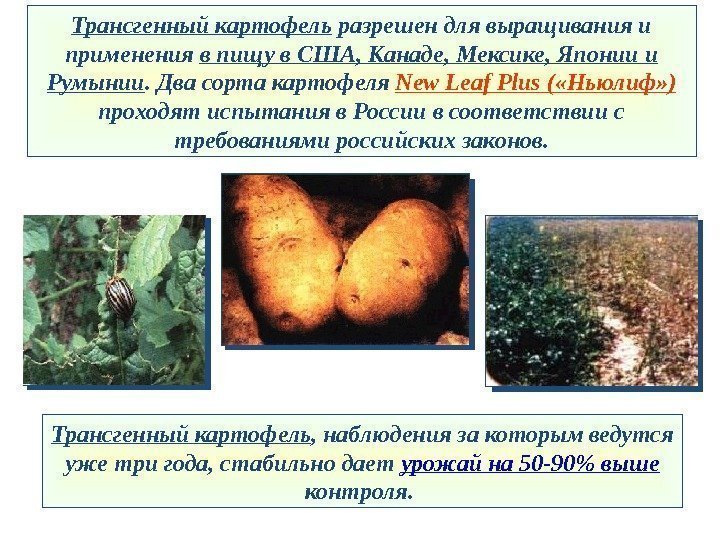 Трансгенный картофель , наблюдения за которым ведутся уже три года, стабильно дает урожай на
