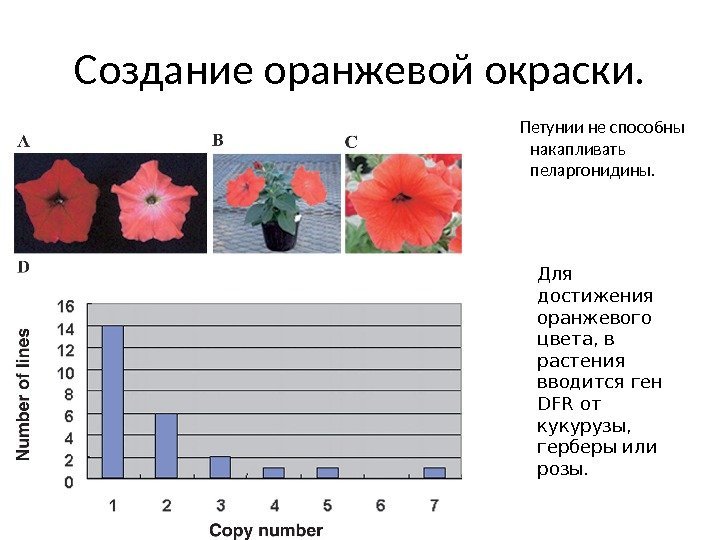 Создание оранжевой окраски.  Петунии не способны накапливать пеларгонидины. Для достижения оранжевого цвета, в