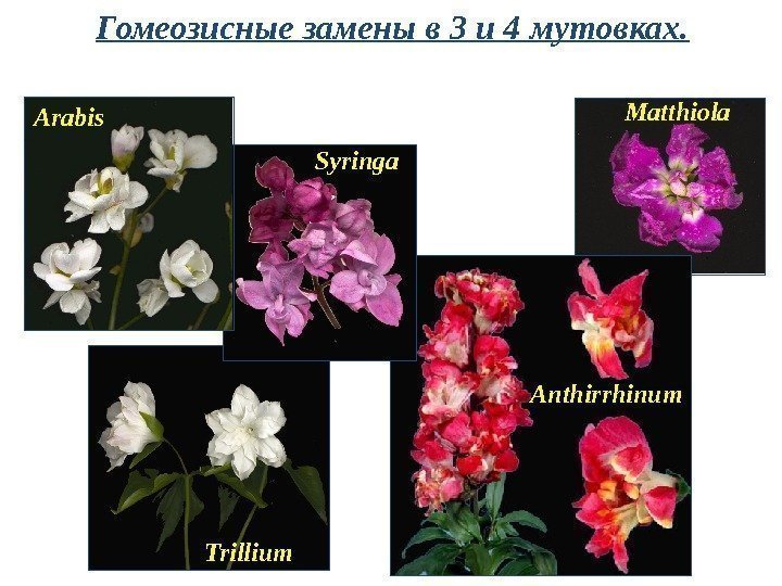 Гомеозисные замены в 3 и 4 мутовках. Matthiola Anthirrhinum Trillium Syringa. Arabis 