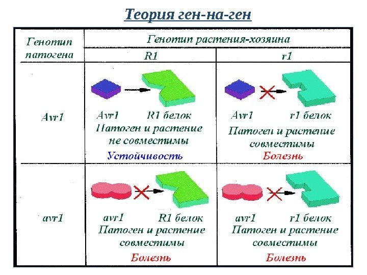 Теория ген-на-ген 