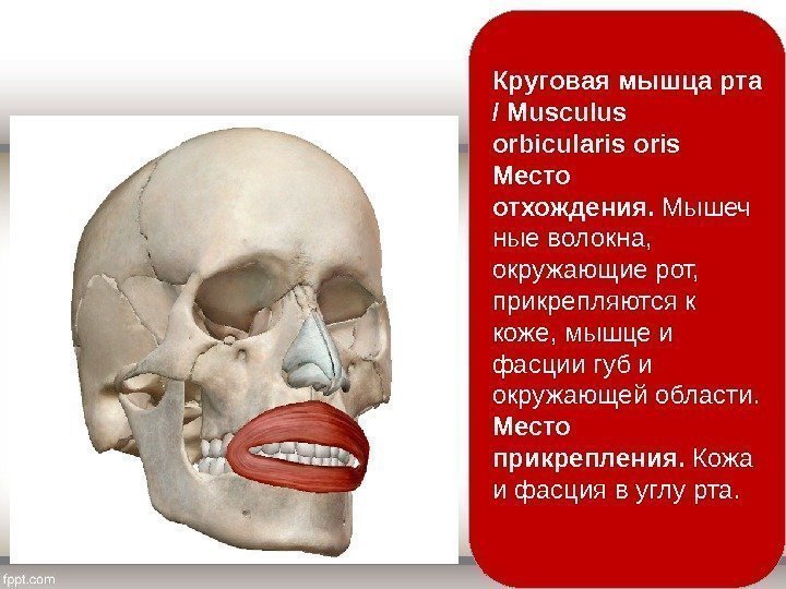 Круговая мышца рта / Musculus orbicularis oris Место отхождения.  Мышеч ные волокна, 