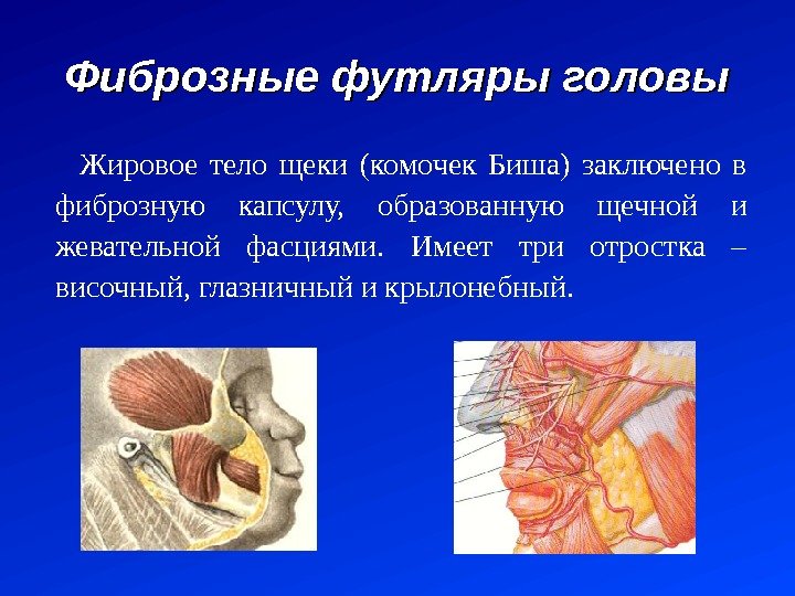 Фиброзные футляры головы Жировое тело щеки (комочек Биша) заключено в фиброзную капсулу,  образованную