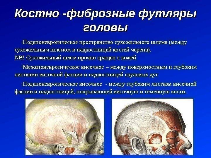 Костно -фиброзные футляры головы - Подапоневротическое пространство сухожильного шлема (между сухожильным шлемом и надкостницей