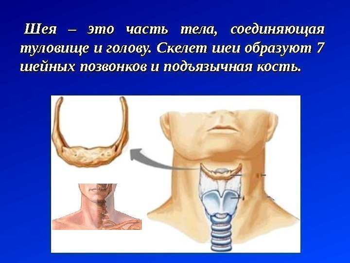 Шея – это часть тела,  соединяющая туловище и голову. Скелет шеи образуют 7