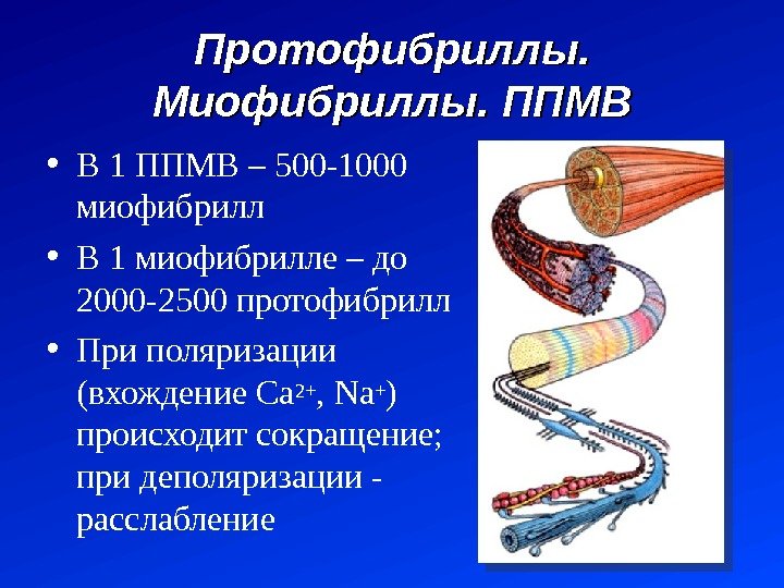 Протофибриллы.  Миофибриллы. ППМВ • В 1 ППМВ – 500 -1000 миофибрилл • В