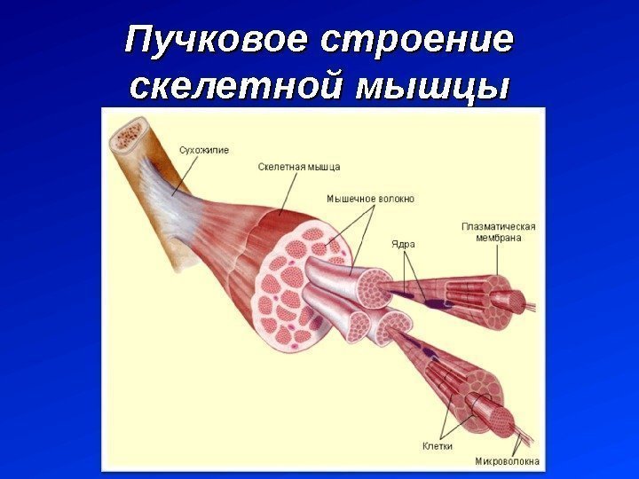 Пучковое строение скелетной мышцы 