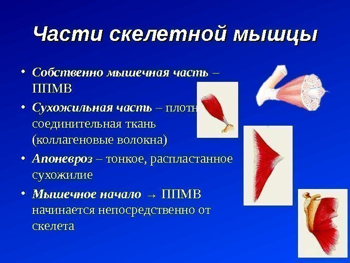 Части скелетной мышцы • Собственно мышечная часть – ППМВ • Сухожильная часть – плотная