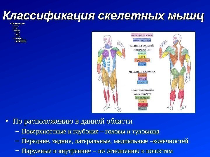 Классификация скелетных мышц • По областям тела – головы,  – шеи, – туловища