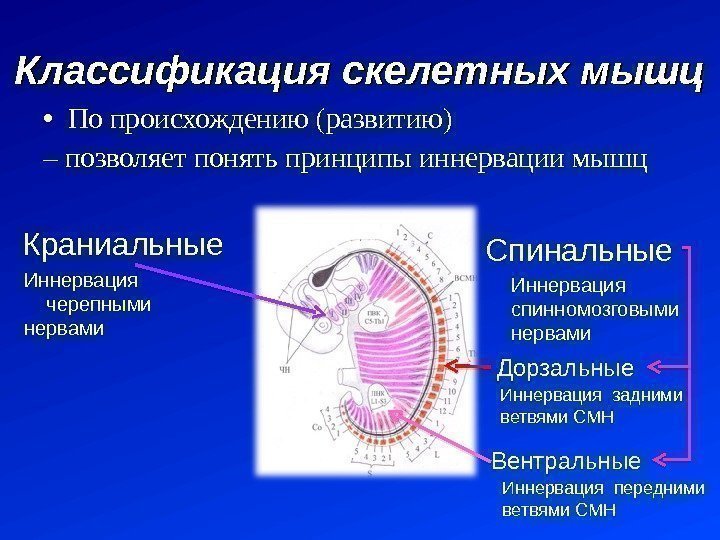  • По происхождению (развитию) – позволяет понять принципы иннервации мышц Спинальные. Краниальные Иннервация