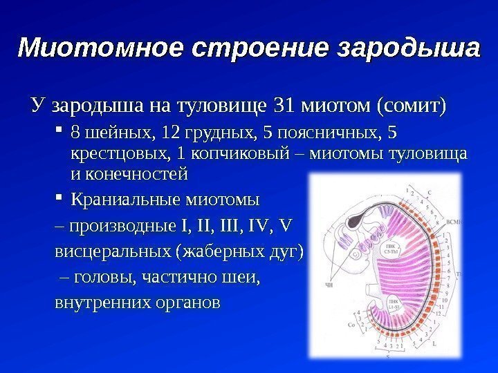 Миотомное строение зародыша У зародыша на туловище 31 миотом (сомит) 8 шейных, 12 грудных,