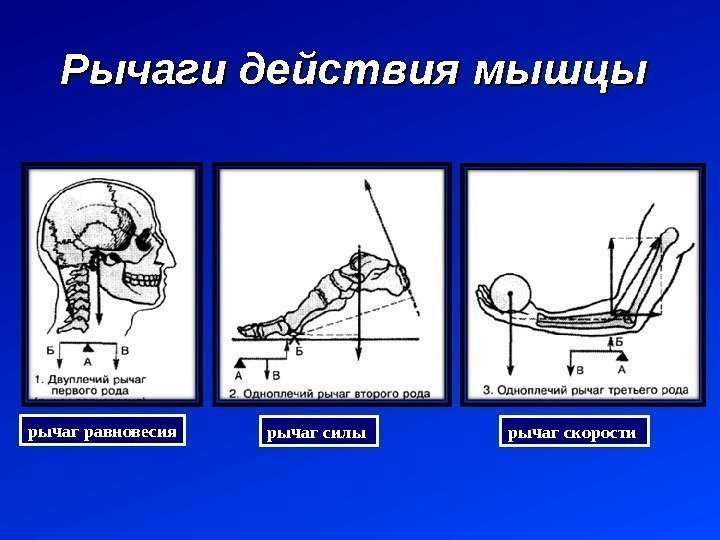 Рычаги действия мышцы рычаг равновесия рычаг силы рычаг скорости 13 13 13 