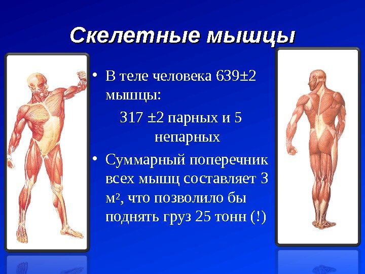 Скелетные мышцы • В теле человека 639 ± 2  мышцы:  317 ±