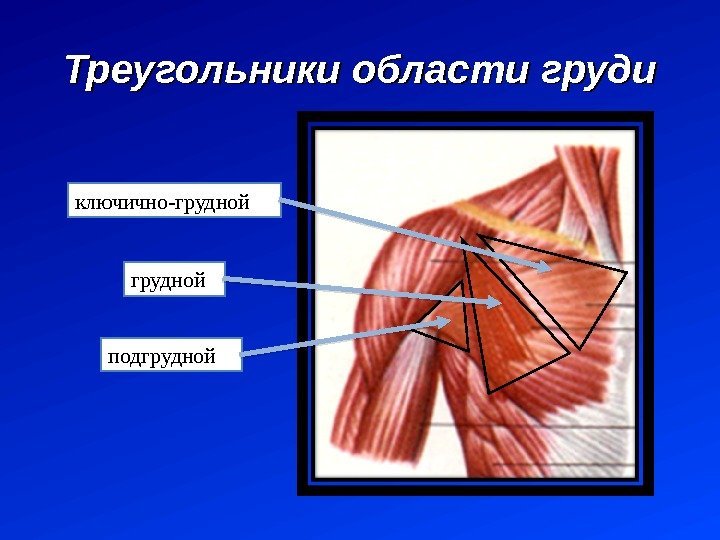 Треугольники области груди подгруднойключично-грудной  