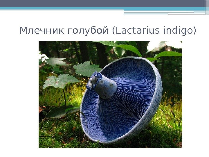 Млечник голубой (Lactarius indigo)     